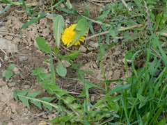 Taraxacum officinale