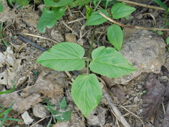 Aegopodium podagraria