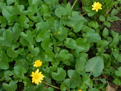 Ficaria verna