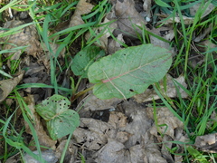 Rumex obtusifolius