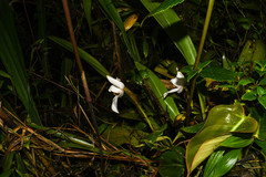 Maxillaria grandiflora
