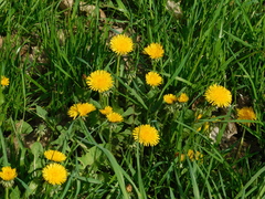 Taraxacum officinale