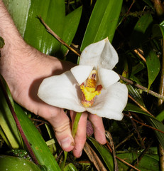 Maxillaria grandiflora
