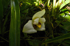 Maxillaria grandiflora