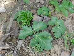 Heracleum sosnowskyi