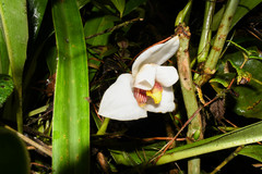 Maxillaria grandiflora