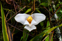 Maxillaria grandiflora