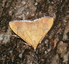 Hyalobathra