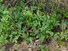 Aegopodium podagraria