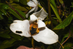 Maxillaria grandiflora