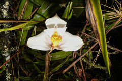 Maxillaria grandiflora