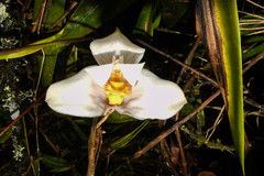 Maxillaria grandiflora
