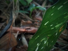 Ceylonosticta brincki