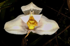Maxillaria grandiflora