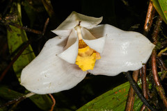 Maxillaria grandiflora