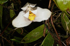 Maxillaria grandiflora