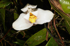 Maxillaria grandiflora