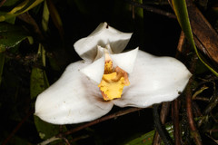 Maxillaria grandiflora
