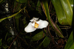 Maxillaria grandiflora
