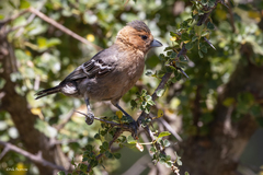 Melaniparus fringillinus