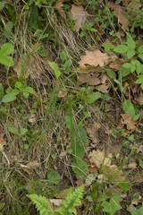 Neottia ovata