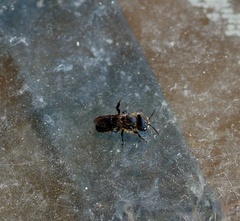 Anthophila