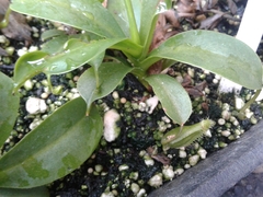 Nepenthes distillatoria