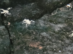 Munidopsis polymorpha