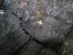 Munidopsis polymorpha
