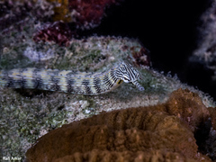 Corythoichthys waitei