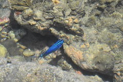 Stegastes acapulcoensis