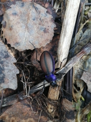 Carabus schoenherri