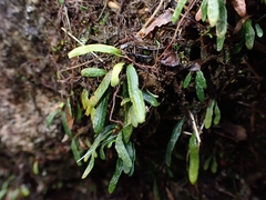 Grammitis stenophylla