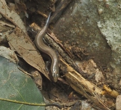 Subdoluseps bowringii