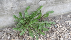 Taraxacum officinale
