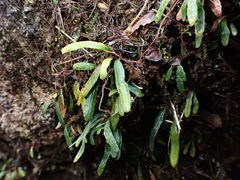 Grammitis stenophylla