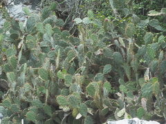 Opuntia elatior