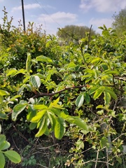 Rosa arvensis