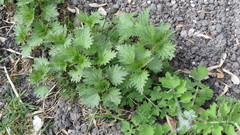 Urtica dioica