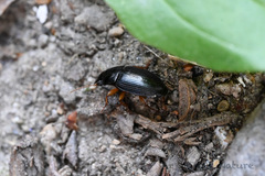 Harpalus sinicus