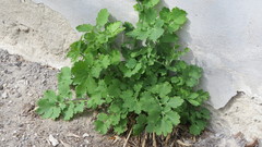 Chelidonium majus