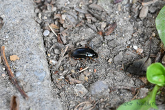 Harpalus sinicus