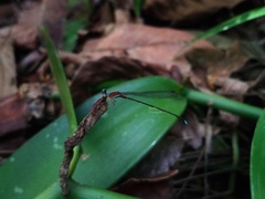 Ceylonosticta brincki