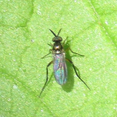 Rhaphium