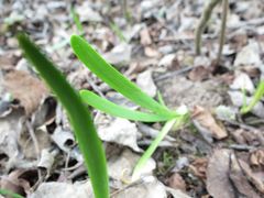 Allium nutans