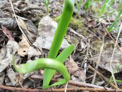 Allium nutans