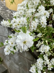 Exochorda