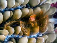 Achaeus japonicus
