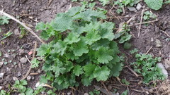 Leonurus quinquelobatus