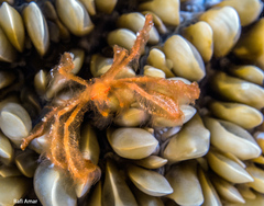 Achaeus japonicus